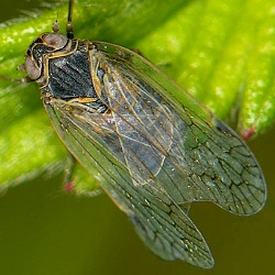 Reptalus panzeri